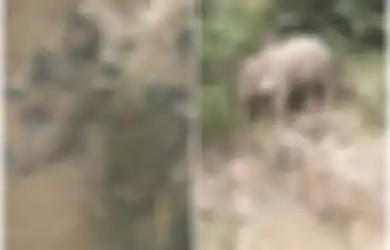 Dengar Tangisan Saat Dini Hari, Petugas Taman Nasional Temukan Kawanan Gajah Mati Bersama di Air Terjun, Ternyata Ini yang Terjadi