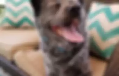Dilahirkan dalam Kondisi Tengkorak Cacat dan Mengalami Komplikasi, Anjing Ini Justru Jadi Hewan Paling Berbahagia