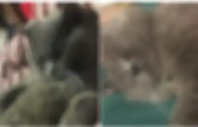 Pulang-pulang Teler, Pemilik Kucing Ini Terkejut Mengetahui Kucingnya Dikawinkan dengan 5 Kucing Betina