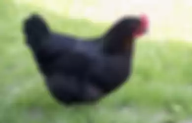 Ilustrasi ayam hitam