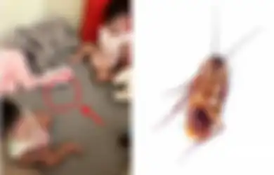 Ngeri, Kedua Balita Ini Asyik Makan Kecoa Hidup-hidup Saat Ditinggal Sang Ibu Bersihkan Rumah