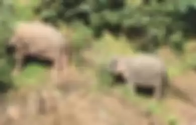 Dikenal Sebagai Hewan yang Punya Solidaritas Tinggi, Enam Gajah Ini Mati Jatuh ke Air Terjun Setelah Berusaha Menyelamatkan Temannya