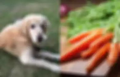 Dikenal Sebagai Hewan yang Senang Makan Daging, Anjing Ini Justru Jadi Vegetarian dan Suka Makan Wortel