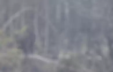 Seekor orang utan (Pongo pygmaeus) berada di lokasi pra-pelepasliaran di Pulau Kaja, Sei Gohong, Palangka Raya, Kalimantan Tengah, Kamis (19/9/2019). Sebanyak 37 orang utan yang dirawat di pusat rehabilitasi Yayasan BOS (Borneo Orangutan Survival) di Nyaru Menteng, Palangka Raya, terjangkit infeksi 
