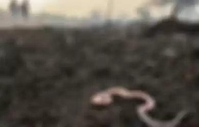 Seekor ular ditemukan mati di area perkebunan nanas milik warga yang terbakar akibat kebakaran lahan gambut yang meluas di Pekanbaru, Riau, Senin (7/10/2019). Kencangnya angin di lokasi lahan yang terbakar membuat api dengan cepat meluas sehingga petugas kesulitan untuk memadamkan kebakaran di kawas