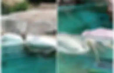 Video Memilukan Saat Seekor Burung Pelikan Berusaha Bangunkan Temannya yang Mati, Anak-anak Menangis