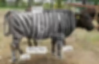 Sapi yang sudah diwarnai bergaris-garis seperti zebra.