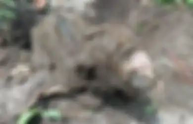 Bayi Sapi Bermata Satu Lahir Tanpa Hidung, Sang Induk Sering Bersama Babi Hutan, Pemilik Ungkap Keanehan Berikut!