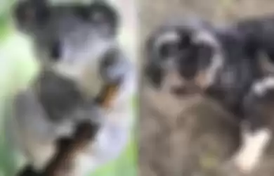 Dikira Kebingungan Hingga Tak Bisa Membedakan, Bayi Koala Ini Malah 'Nemplok' di Punggung Anjing Bukan di Punggung Induknya