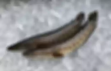 Anak ikan gabus utara yang ditemukan di Georgia