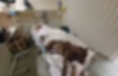Benar-benar Setia Menjaga Pemiliknya, Anjing Ini Menolak Beranjak dari Ranjang Rumah Sakit Tempat Pemiliknya Berbaring