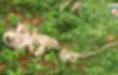 Kulit Ular Berkepala Tujuh Ditemukan, Ratusan Orang Percaya Tempat Itu Simpan Kekuatan Magis