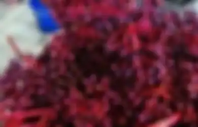 Parijoto, Buah Peninggalan Sunan Muria yang Tingkatkan Kesuburan dan Buat Wajah Anak Jadi Tampan atau Cantik