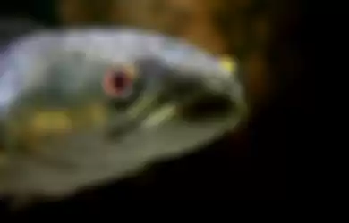 Ikan Mirip Ular Iyang Bisa Bernafas dan Bergerak di Darat Telah Ditemukan di Georgia
