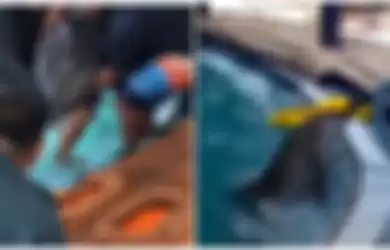 Lumba-Lumba Ini Bebas Setelah Dipelihara 15 tahun Disebuah Hotel di Bali