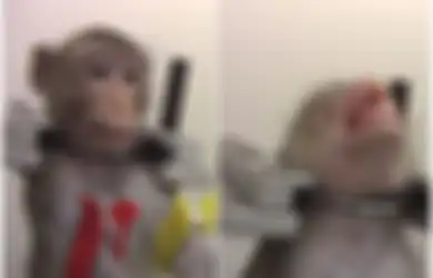 Fakta Mengerikan di Balik Laboratorium Percobaan, Monyet-monyet 'Berteriak' Kesakitan dengan Leher Terikat Sabuk Logam