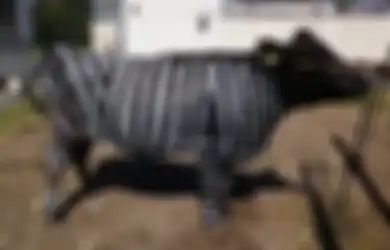 Sapi Bermotif Zebra, Solusi Cerdas Bagi Peternak untuk Mencegah Penurunan Produksi Susu, Kok Bisa?