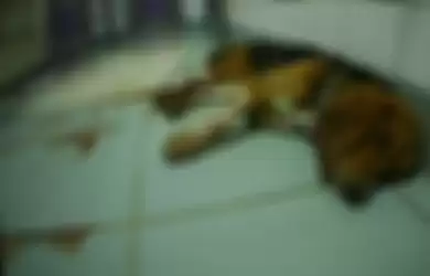 Anjing Pemburu Perlahan-Lahan mati di Laboratorium di Jerman