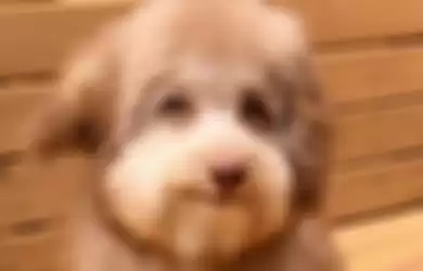Imut Banget! Viral Anjing Ini Punya Mata dan Bibir Mirip Manusia, Lihat Foto-foto Lucunya Ini