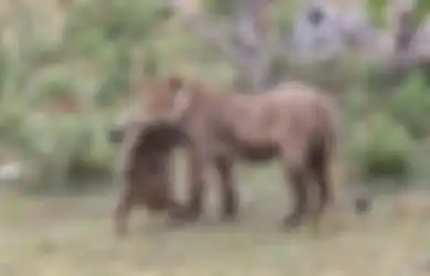Berada dalam Cengkeraman Singa yang Memangsa Induknya, Anak Kera Ini Justru Diperlakukan Secara Tak Terduga oleh si Raja Hutan Tersebut