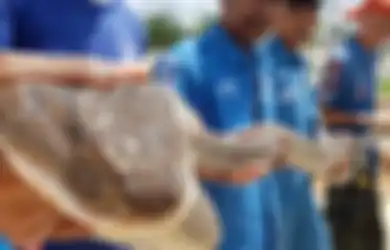 Berbobot 15Kg dan Panjang 4 Meter, King Kobra Ini Ditemukan di Selokan, Ternyata Sengaja 'Dipelihara' oleh Pihak Berwenang, untuk Apa?