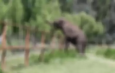 Diambil dari Alam Liar Sejak Bayi dan Dijadikan Hewan Sirkus, Gajah Ini Akhirnya Diselamatkan Setelah 50 Tahun Kesepian dan Menderita