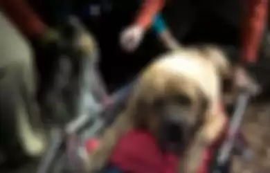 Bertubuh Besar dan Miliki Berat Hingga 86 Kilogram, Anjing Ini Harus Diselamatkan Tim SAR Karena Kelelahan Saat Mendaki Gunung