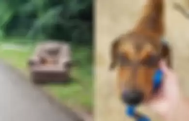 Ditinggalkan Bersama Kursi dan TV, Anjing Malang Ini Terus Menanti Pemiliknya Kembali Untuknya