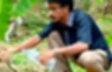 (Video) Seperti Mengabaikan Keselamatan Sendiri, Petugas Hutan Ini Memberi Minum Ular Kobra yang Kehausan