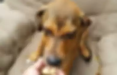 Ditinggalkan Bersama Kursi dan TV, Anjing Malang Ini Terus Menanti Pemiliknya Kembali Untuknya