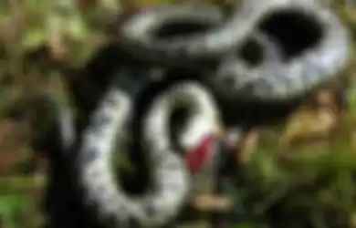 ilustrai ular mati