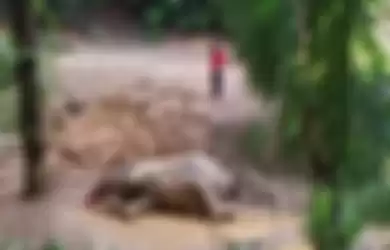 Gajah Kerdil Lain Terbunuh di Sabah, Satu Luka Tembak di Pantat dan Gading Hilang