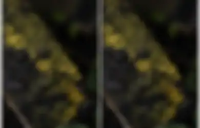 Telah Ada Selama Jutaan Tahun, Makhluk Misterius Tak Bermata Ini Punya Lebih dari 700 Kelamin, Seperti Apa Wujudnya?