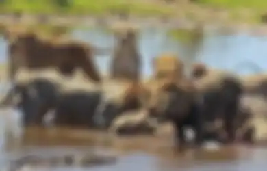 Berani Ganggu Kawanan Singa Sedang Berburu, Buaya Ini Berakhir Seperti Ini