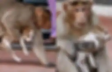 Bukti Jalinan Kasih Sayang yang Begitu Kuat: Monyet dan Anjing Ini Sudah Seperti Ibu dan Anak, Simak Kehangatannya!