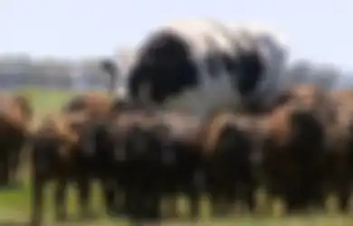Sempat Jadi Korban Penculikan Aktivis Vegan Ekstrem, Hewan Ini Malah Jadi 'Sahabat' Sapi Terbesar di Australia, Kok Bisa?