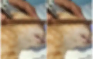 Matanya Ditusuk Kayu, 4 Kucing di Pontianak Alami Penganiayaan oleh Sosok Misterius, Ada yang Bola Matanya Harus Diangkat karena Alami Ini