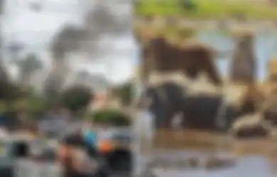 BERITA POPULER: Pesawat Jatuh di Rumah Penduduk Beberapa Saat Setelah Lepas Landas hingga Nasib Buaya Setelah Ganggu Singa Berburu