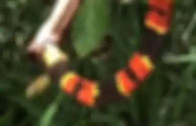 (Video) Satu Ular Memangsa Ular Lain, Tiba-tiba Hewan Tak terduga Lain Ikut Serta dalam Agenda Mangsa-memangsa Ini!