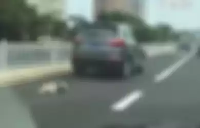 Anjing Malang Ini Diikat Pemiliknya ke Mobil Lalu Diajak 'Jalan' Bareng sehingga Mati Mengenaskan, Sang Pemilik Kini Kena Getahnya!