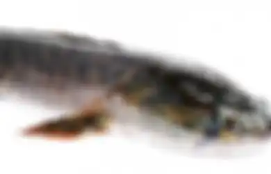 Ekstrak Ikan Gabus Diyakini Ahli Dapat Mempercepat Penyembuhan Covid-19, Ternyata Ikan yang Satu Ini Punya Segudang Manfaat Loh!
