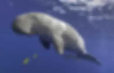 Anak Dugong Ditemukan Nelayan, Saat Petugas Datang Hewan itu Sudah Siap Santap