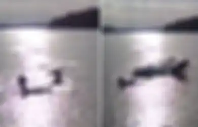 (Video) Tak Tahu dari Mana Datangnya, Anjing-anjing yang Tengah Bermain Tiba-tiba Disambar Makhluk 'Monster' Ini