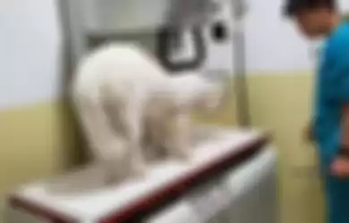 Anjing Kehilangan 1 Mata & Menderita Cidera Parah Setelah Pemilik Memukulnya Secara Brutal karena Kotoran & Kencing Di Rumah
