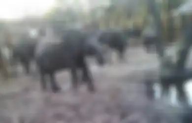 Tuai Kecaman, Zimbabwe Kirim Puluhan Gajah Muda ke China, Ada 50.000 Lebih Gajah Ditempatkan di Taman dengan Daya Tampung 15.000 Ekor Gajah