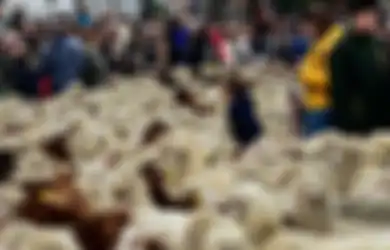 2.000 Domba Merino dan 100 Kambing Banjiri Jalanan di Madrid dalam Migrasi Tahunan, Kok Bisa?