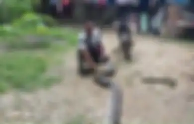 Istrinya Sudah Dililit dan Nyaris Dimangsa Ular Piton Sepanjang 6 Meter, Supriadi Nekat Lakukan Ini dengan Parangnya