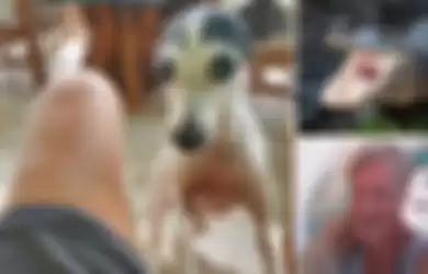 Miris! Anjing Ini Dibiarak Berkeliaran di Halaman Belakang, Pemilik Justru Temukan Hewan Kesayangannya Dilahap Buaya