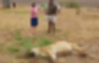 Berlumuran Darah dengan Tubuh yang Tak Lagi Utuh Lagi, 4 Singa di Afrika Justru Dibantai di Tempat Mereka Dilindungi