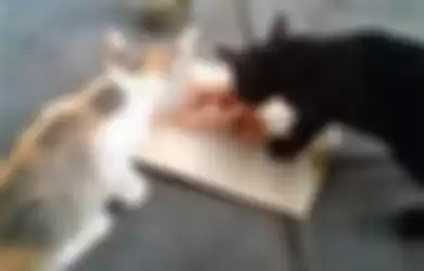 Kucing-kucing liar yang diberi makanan oleh Loong